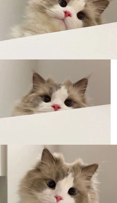 2024超萌宠物壁纸 猫猫狗狗 温馨陪伴 不可错过