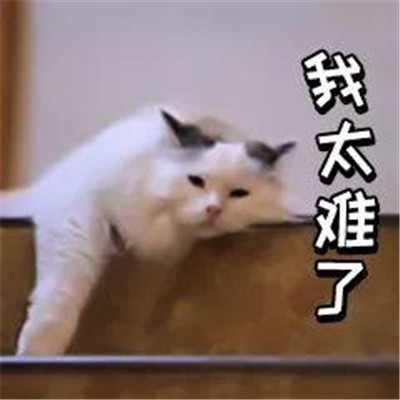 抖音热门"我太难了"表情包大全 高清可爱图片