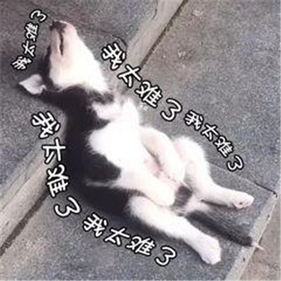 抖音热门"我太难了"表情包大全 高清可爱图片