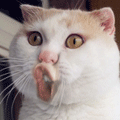 真人版猥琐表情大全 让你笑出腹肌的神器