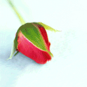 玫瑰花表情+精选玫瑰花图片 传递浪漫情意