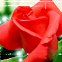 玫瑰花表情+精选玫瑰花图片 传递浪漫情意