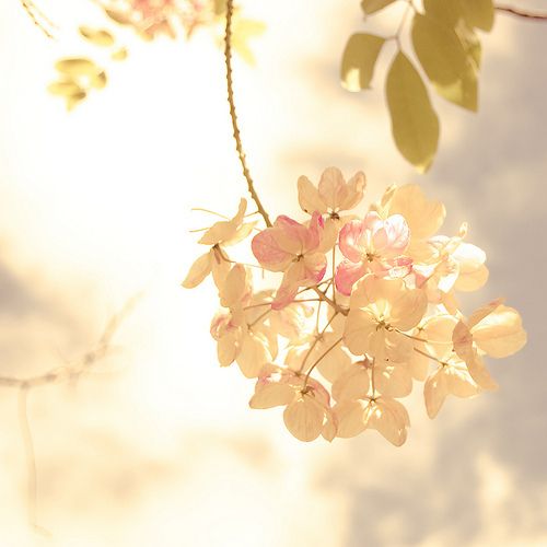 唯美lomo鲜花背景 感受被丢下的孤独氛围