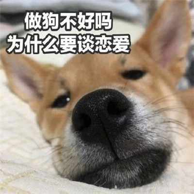 最新版单身狗专用表情 靓仔总是孤独 独特又有趣。