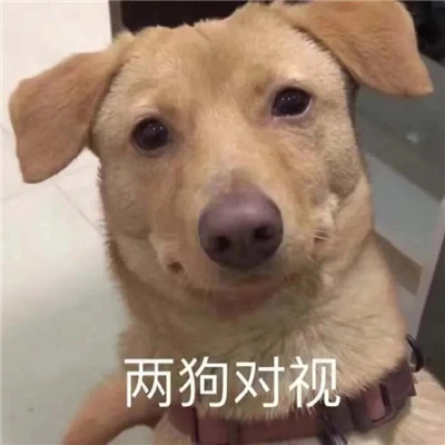 恶搞表情大集合 逗趣又有趣 微信聊天必备