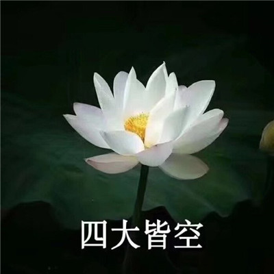 妈妈们微信头像 荷花花开富贵 美丽又吉祥