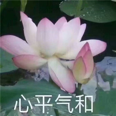 妈妈们微信头像 荷花花开富贵 美丽又吉祥