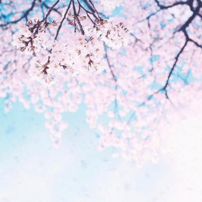 妈妈们微信头像 荷花花开富贵 美丽又吉祥