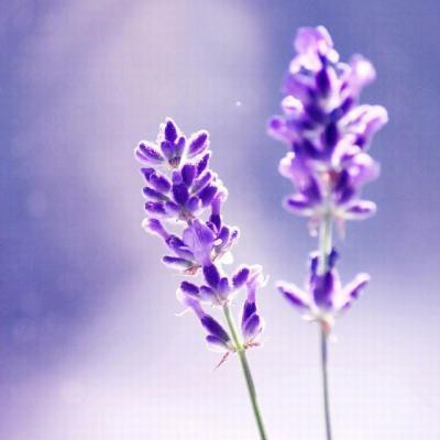 妈妈们微信头像 荷花花开富贵 美丽又吉祥