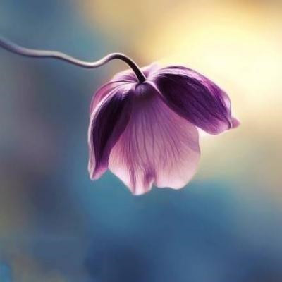 妈妈们微信头像 荷花花开富贵 美丽又吉祥