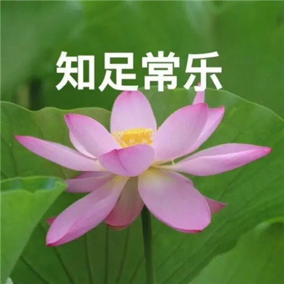 妈妈们微信头像 荷花花开富贵 美丽又吉祥