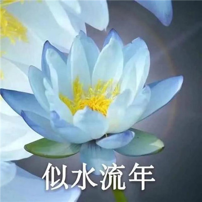 妈妈们微信头像 荷花花开富贵 美丽又吉祥