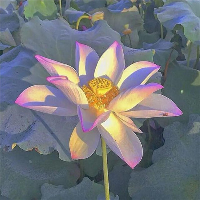 妈妈们微信头像 荷花花开富贵 美丽又吉祥