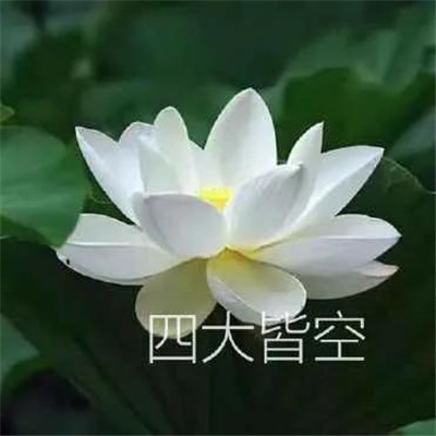 妈妈们微信头像 荷花花开富贵 美丽又吉祥