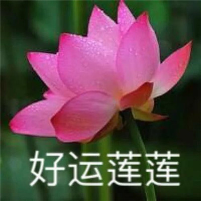 妈妈们微信头像 荷花花开富贵 美丽又吉祥
