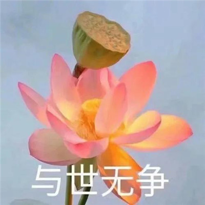 妈妈们微信头像 荷花花开富贵 美丽又吉祥