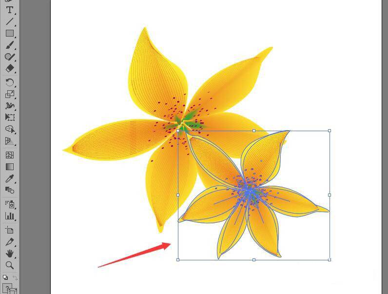 ai怎么手绘黄花铁线莲? ai小黄花矢量图的画法